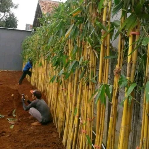 bambu kuning kucam